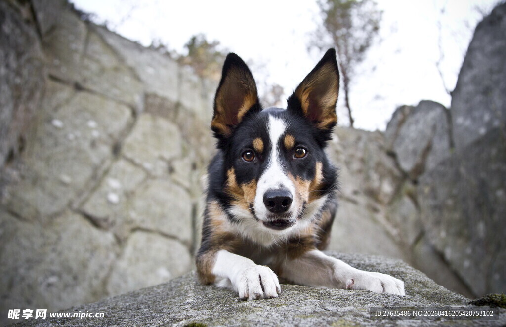 趴在石墙边的可爱三色犬