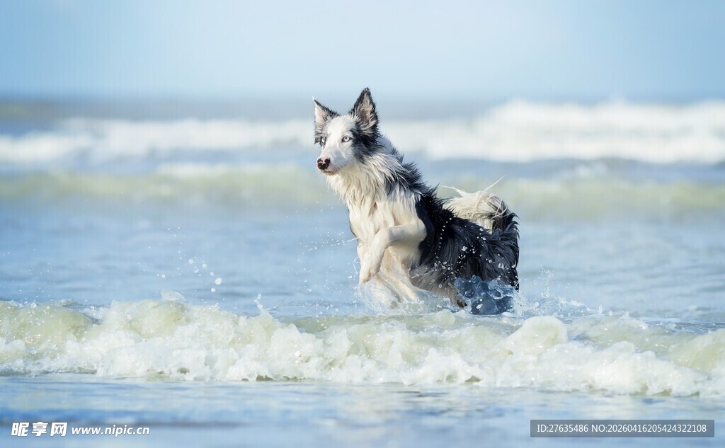 海边奔跑的活力狗狗