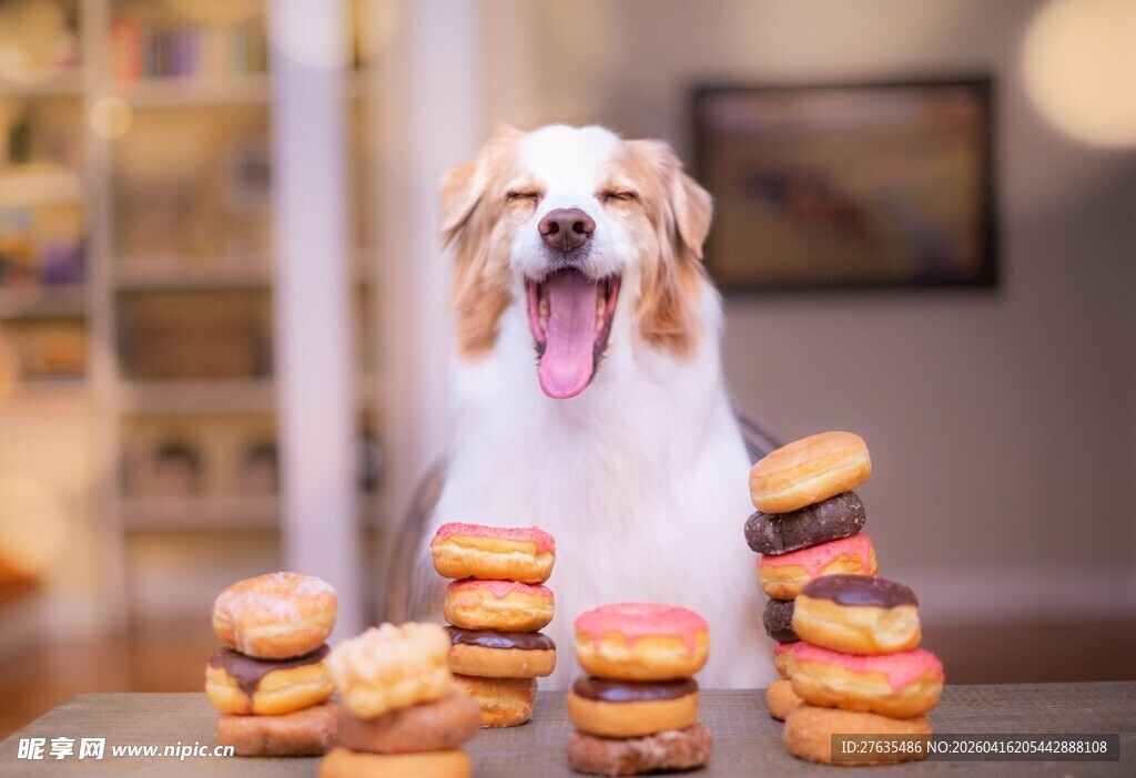 狗狗面前的美味甜甜圈
