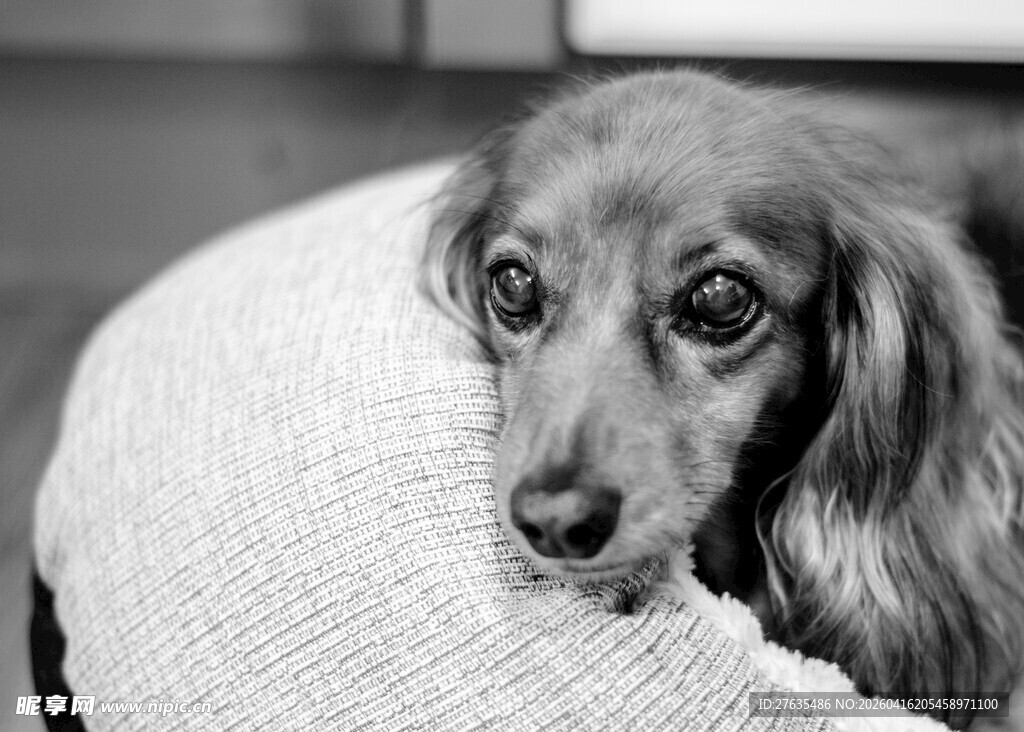腊肠犬依偎在柔软垫子上