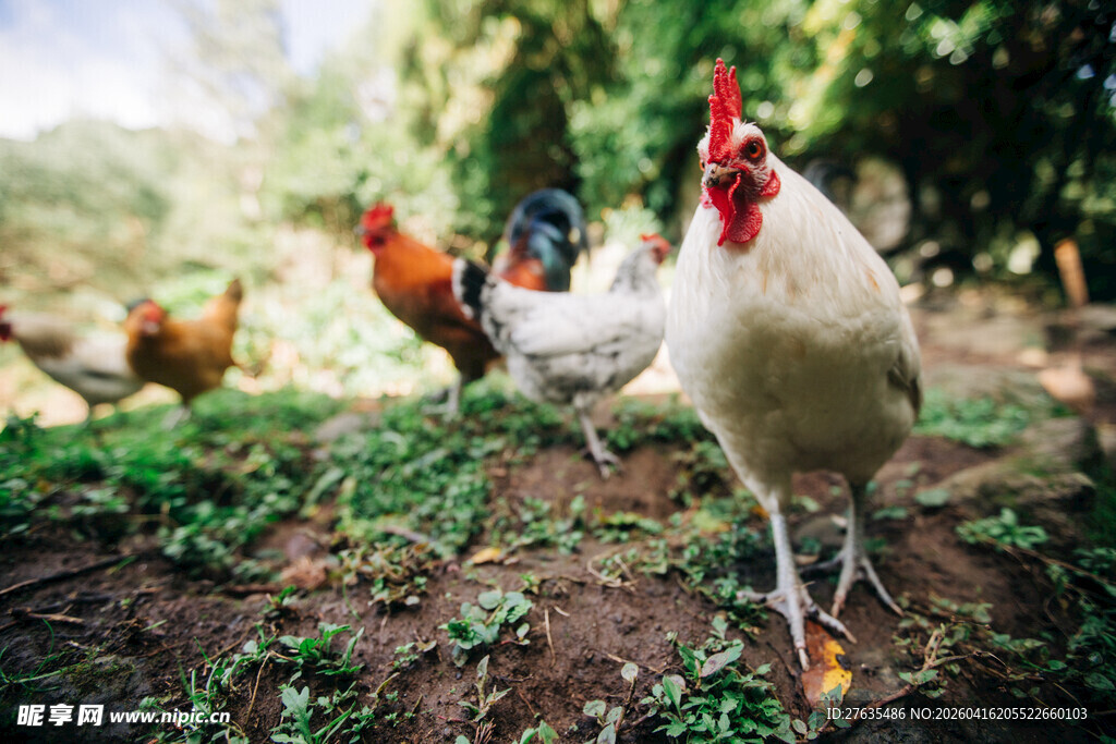 田园中漫步的多彩鸡群