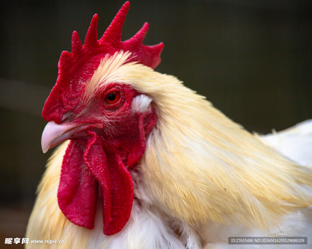 昂首的红冠公鸡