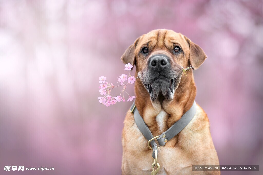 带花项圈的可爱大狗