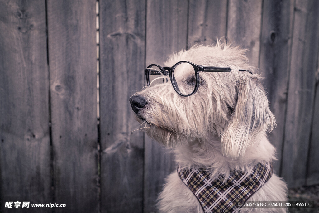 戴眼镜的时尚小狗