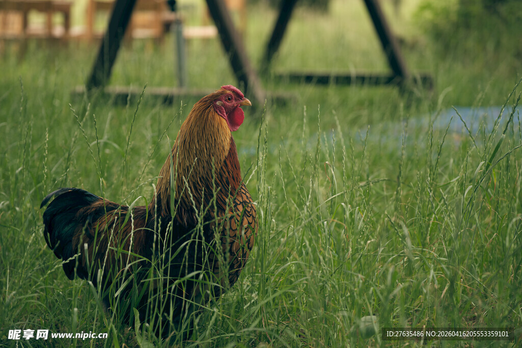 草丛中的红冠公鸡