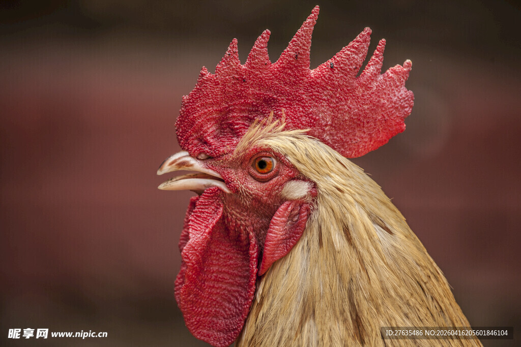 公鸡特写