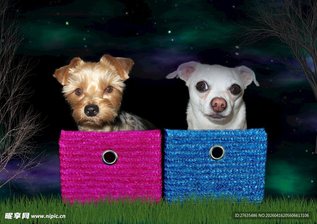 猫狗同框于彩色小窝