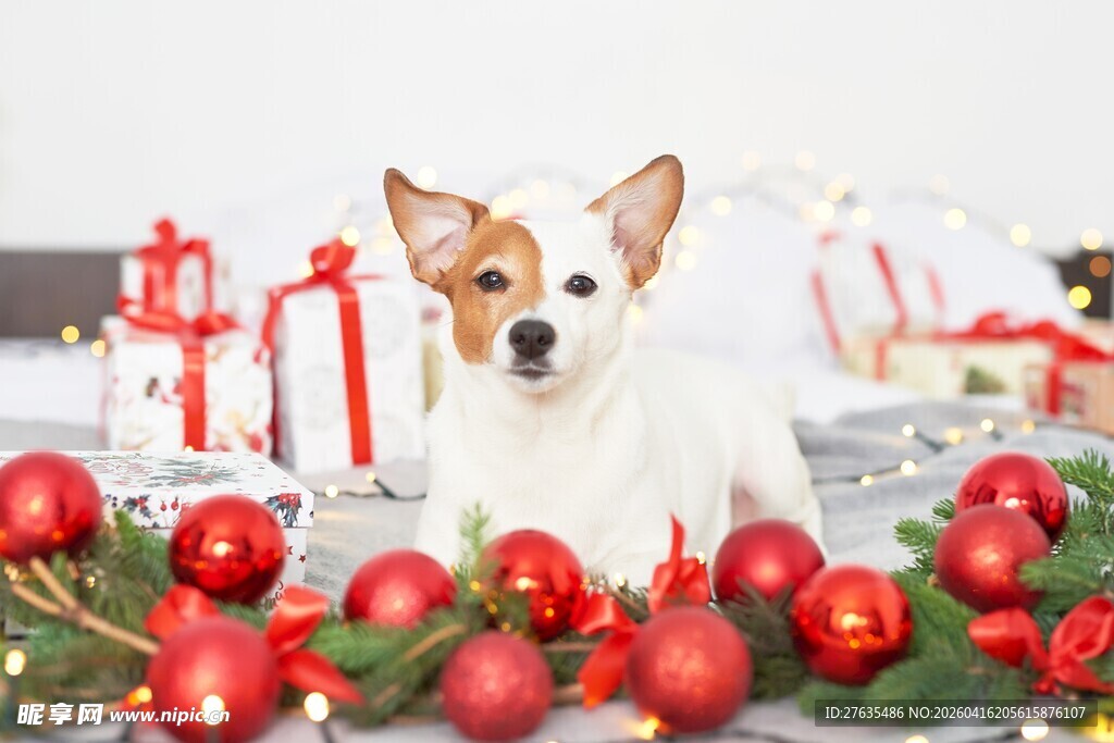 圣诞氛围中的可爱吉娃娃