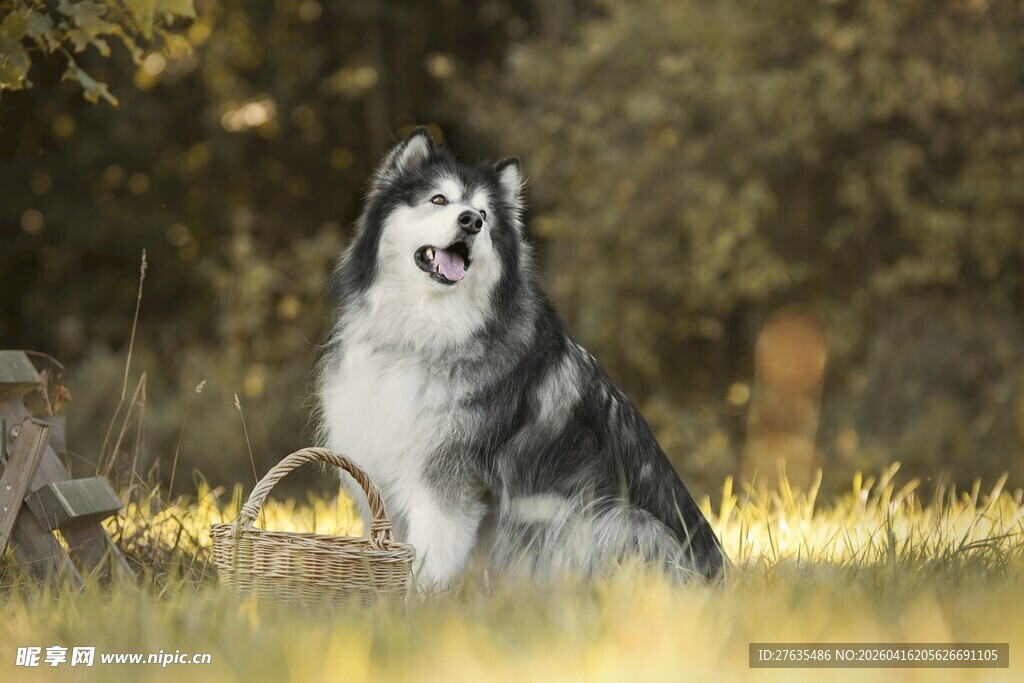 阳光下可爱的阿拉斯加犬