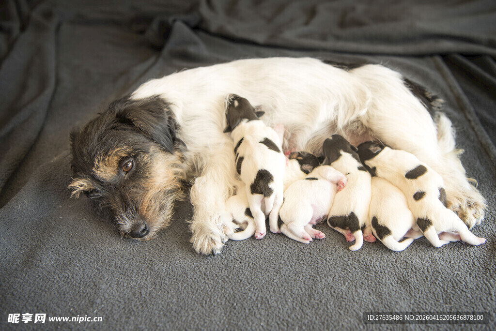 母犬与幼犬温馨依偎