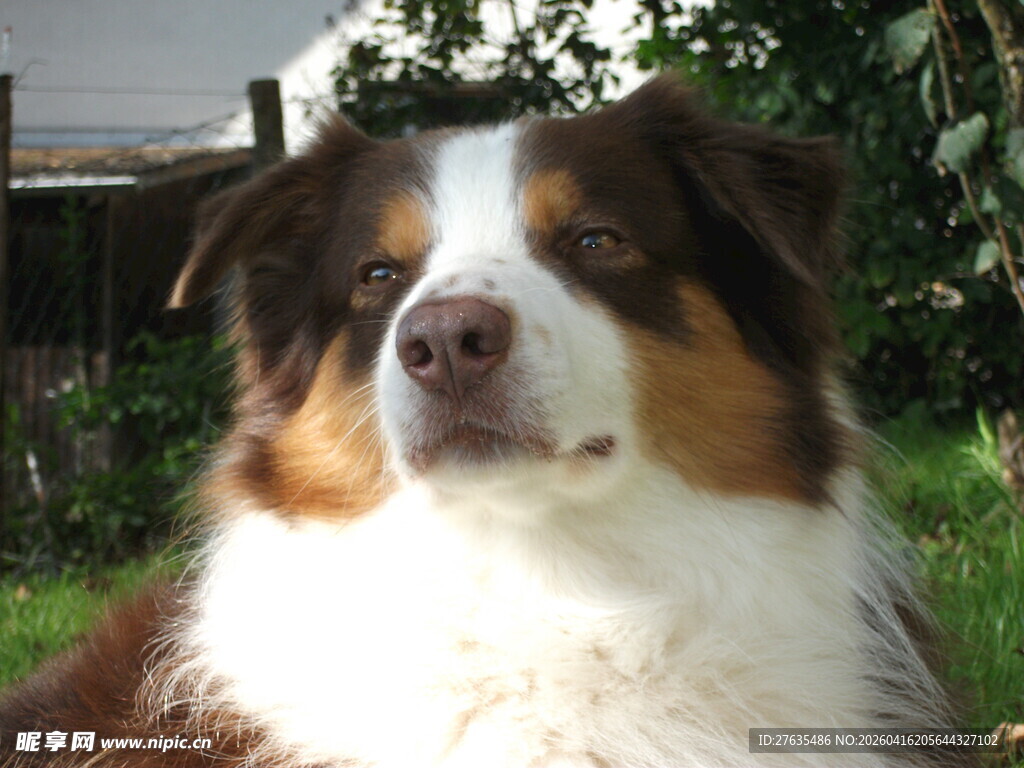 澳洲牧羊犬特写