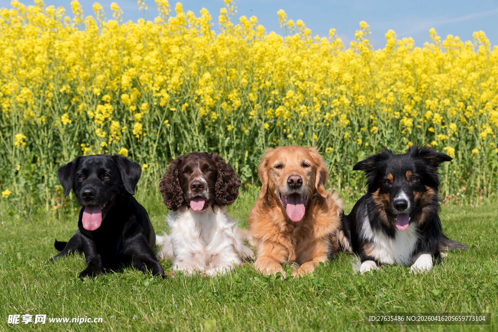 四只萌犬于花田草地间