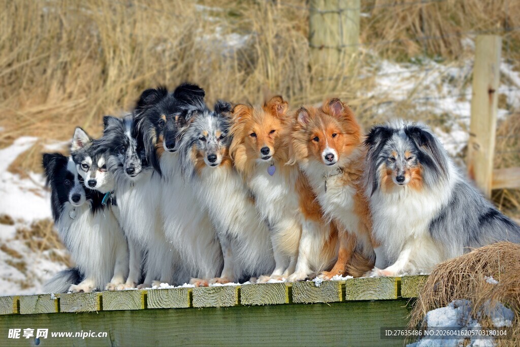 一群可爱狗狗户外合影