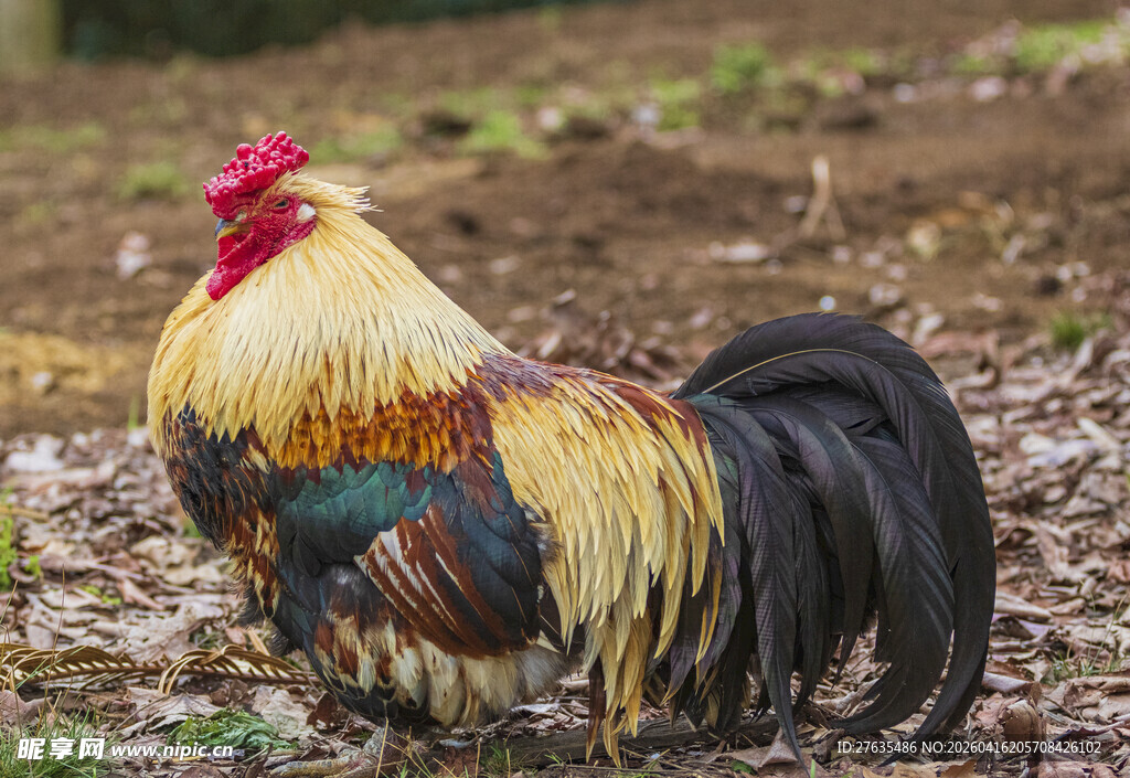 五彩大公鸡站立于地面