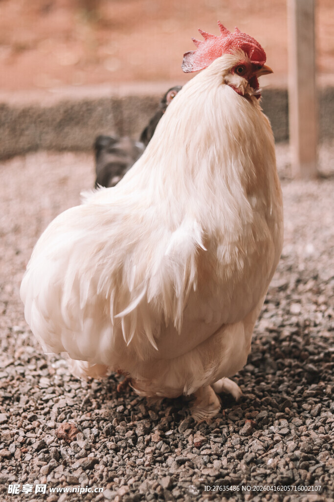 白公鸡立在碎石地面