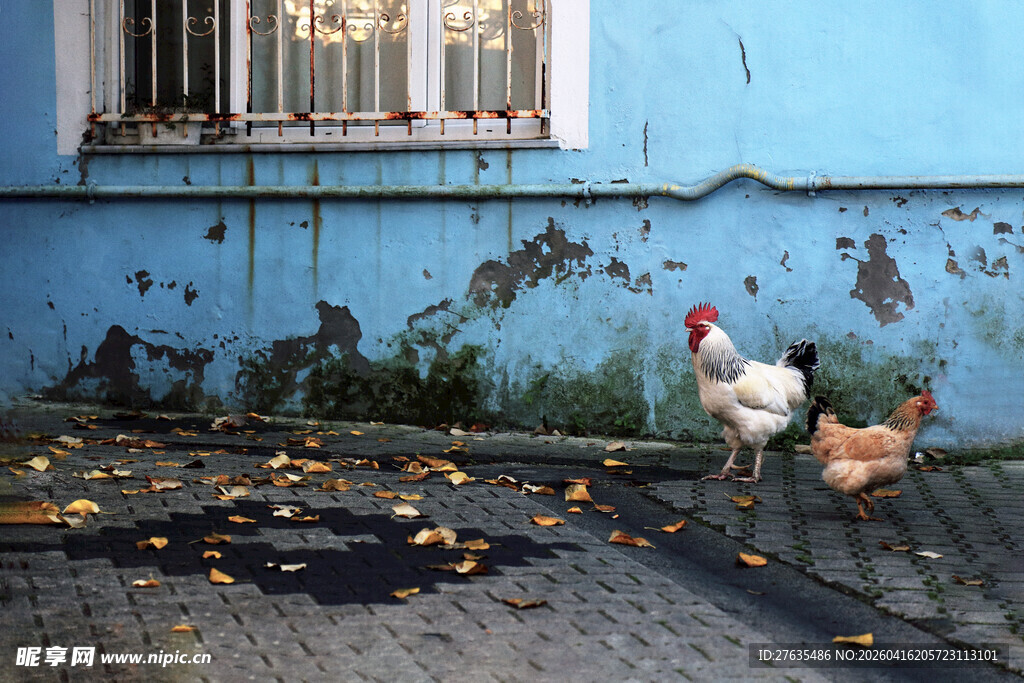 蓝墙下漫步的几只鸡