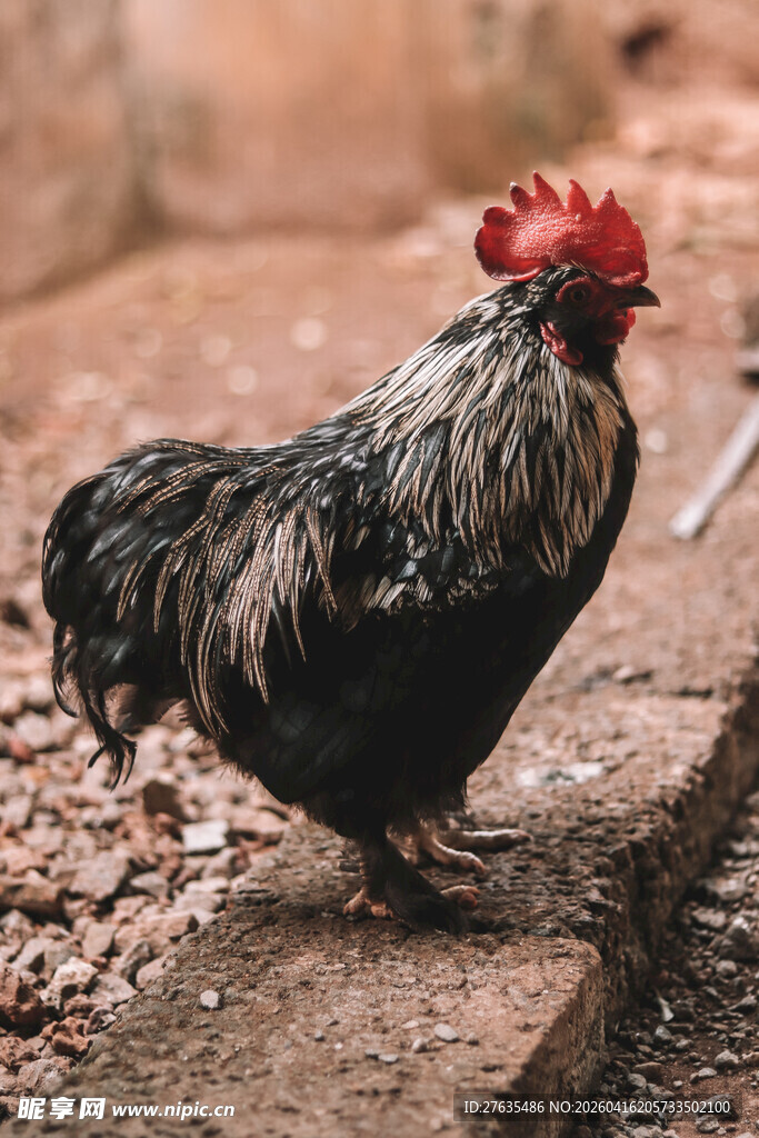 威武公鸡站立地面