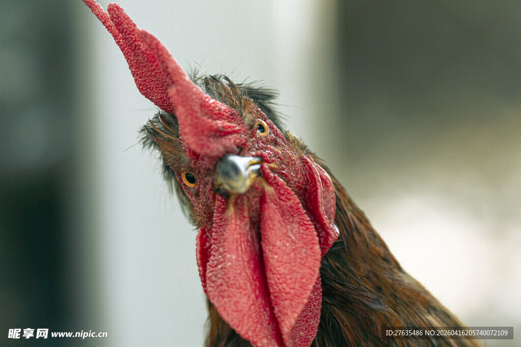 昂首雄鸡特写