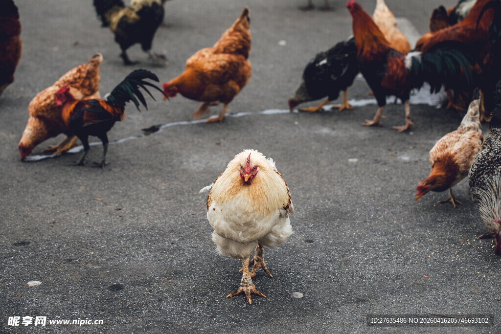 鸡群漫步在路上