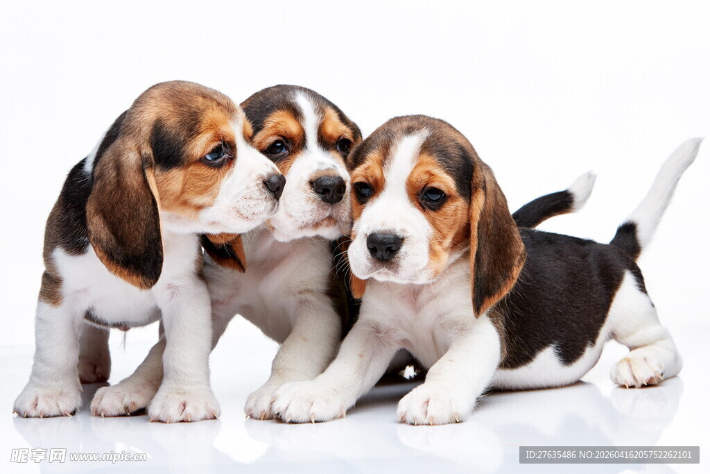 三只可爱小猎犬