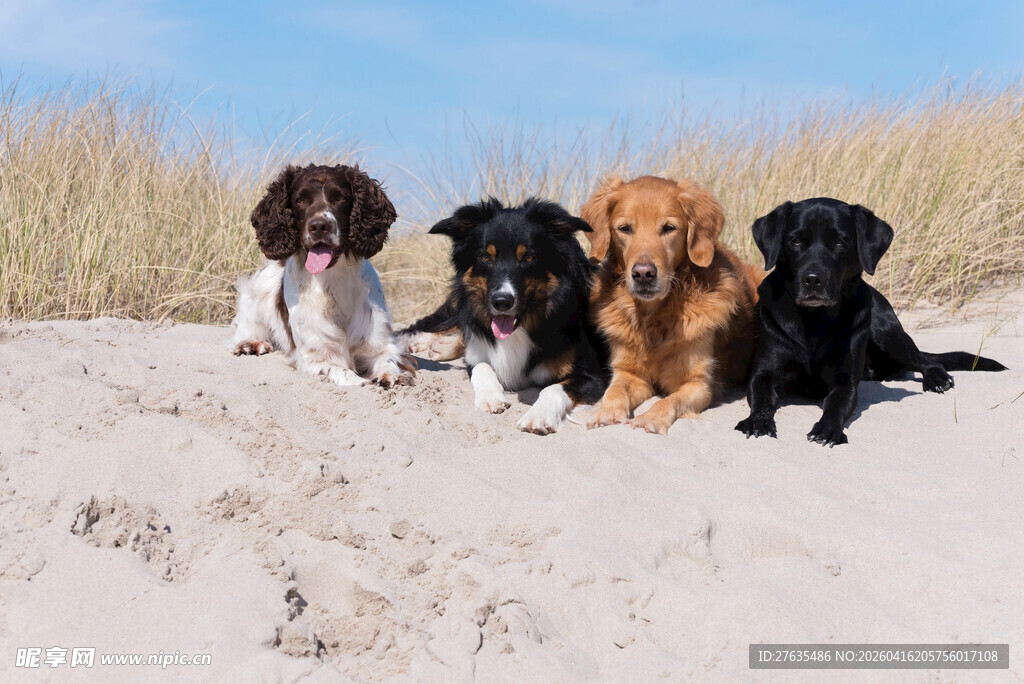 沙滩上的可爱小狗们