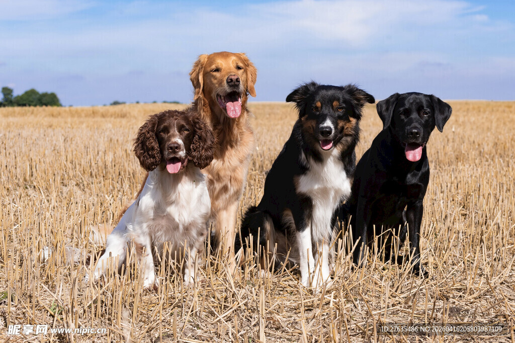 田野中的四只可爱狗狗