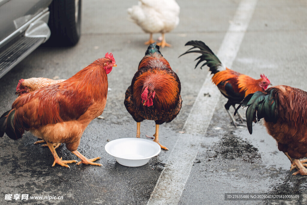 庭院中觅食的多彩鸡群