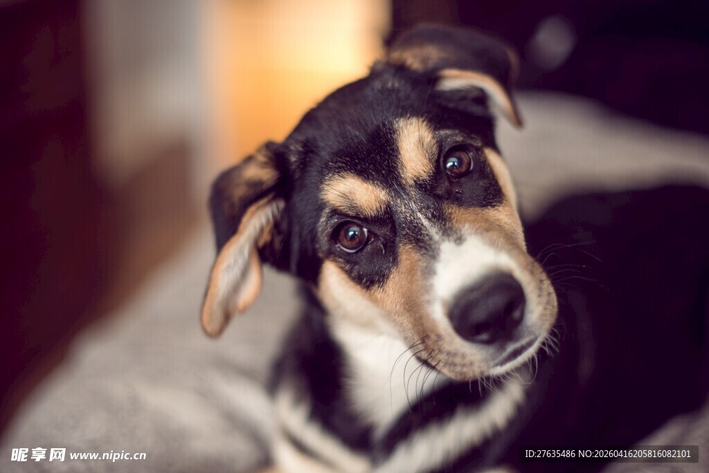 可爱三色小狗抬头凝视