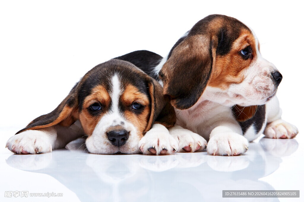 可爱小猎犬趴地卖萌