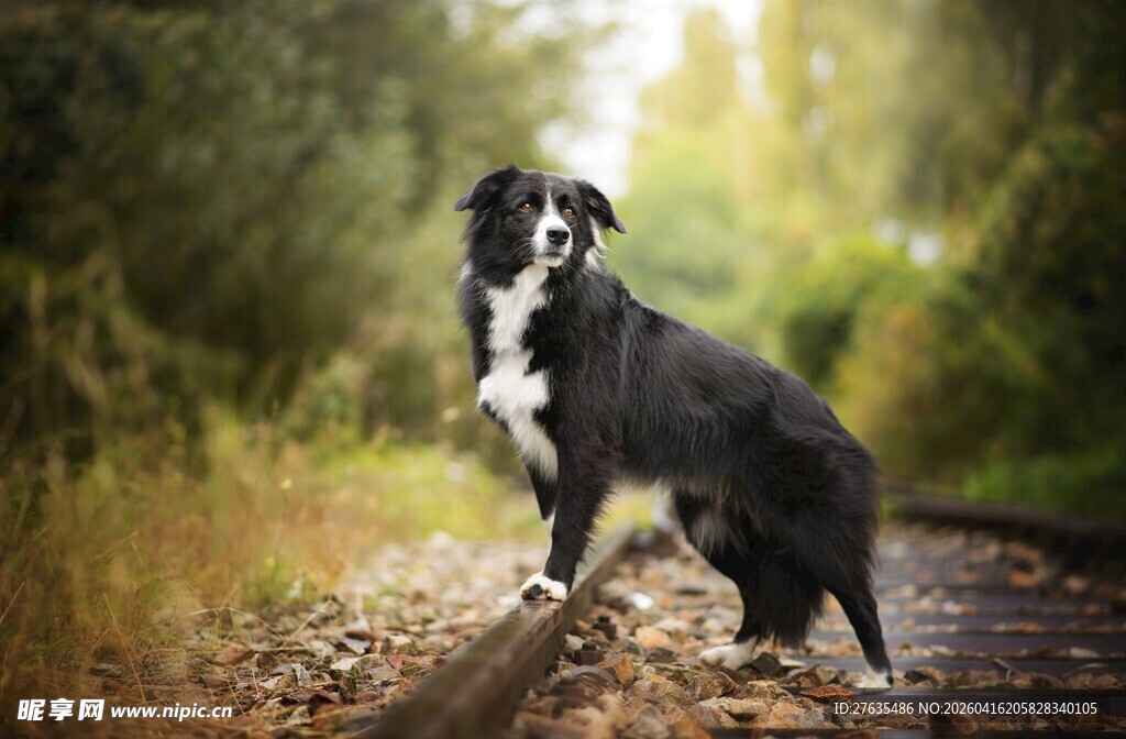 铁轨上的黑白边牧