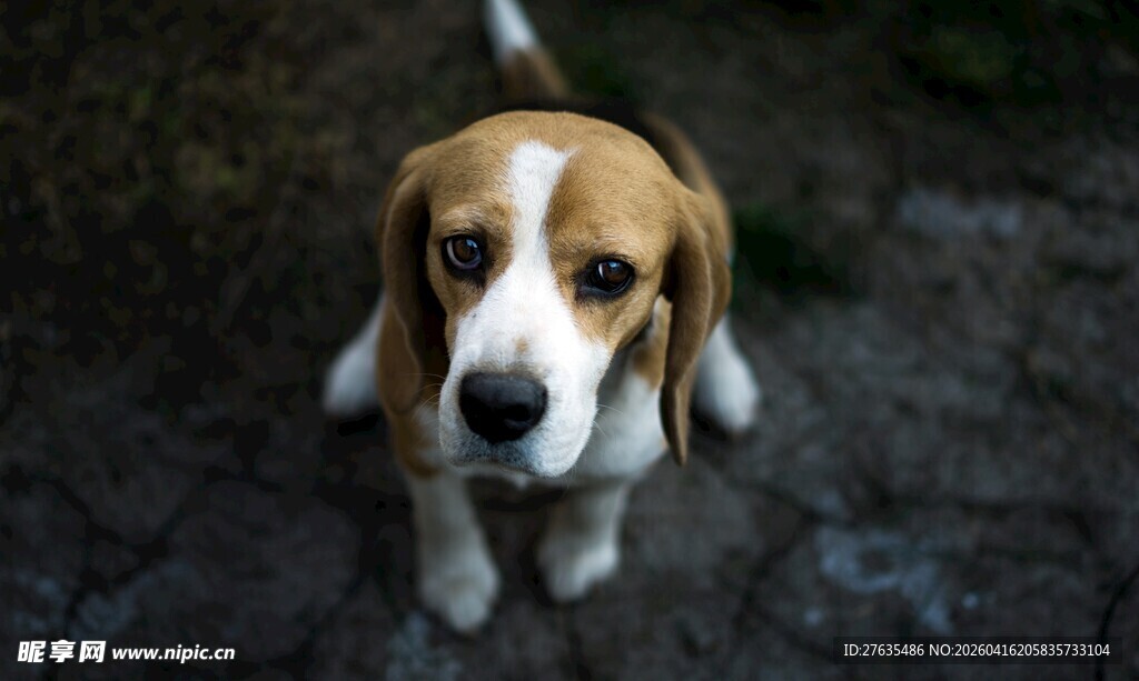 可爱小猎犬蹲坐地面