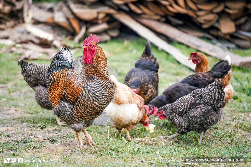 草地上的一群鸡