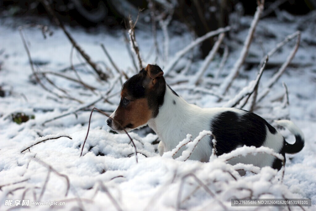 雪地中的可爱小狗