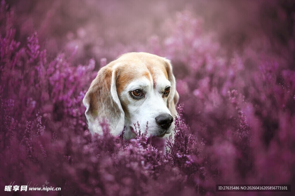 紫花丛中的可爱小猎犬