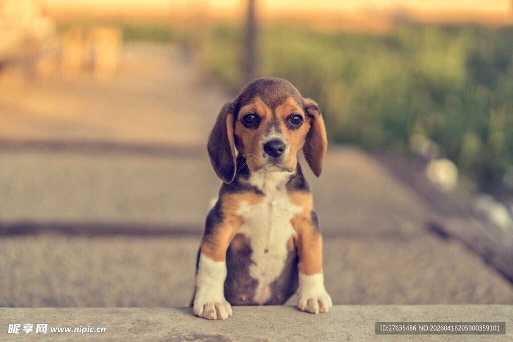 可爱小猎犬安静坐于路旁