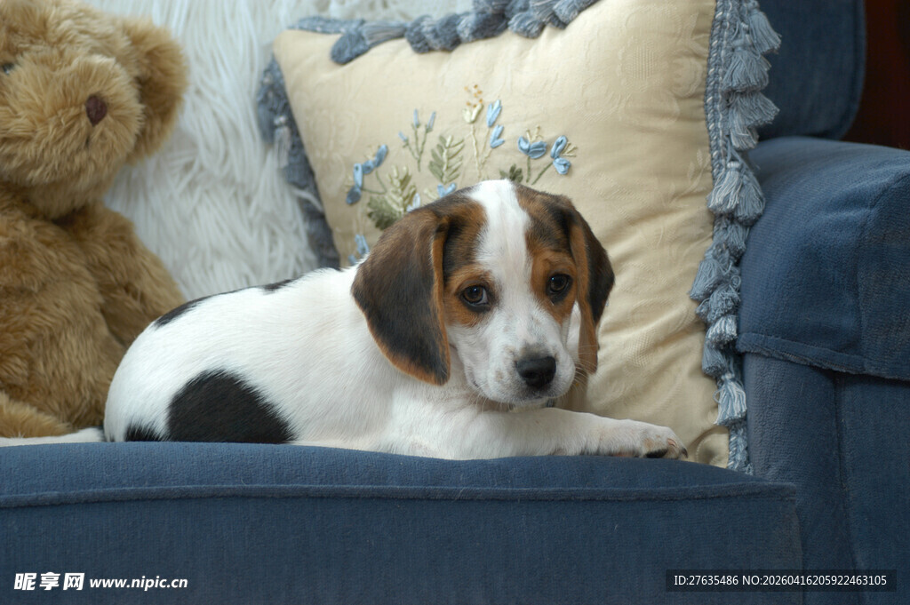 小狗惬意躺沙发