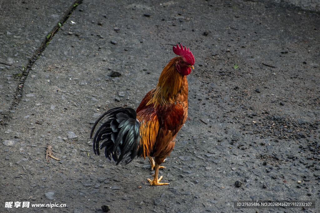 昂首挺立的美丽大公鸡