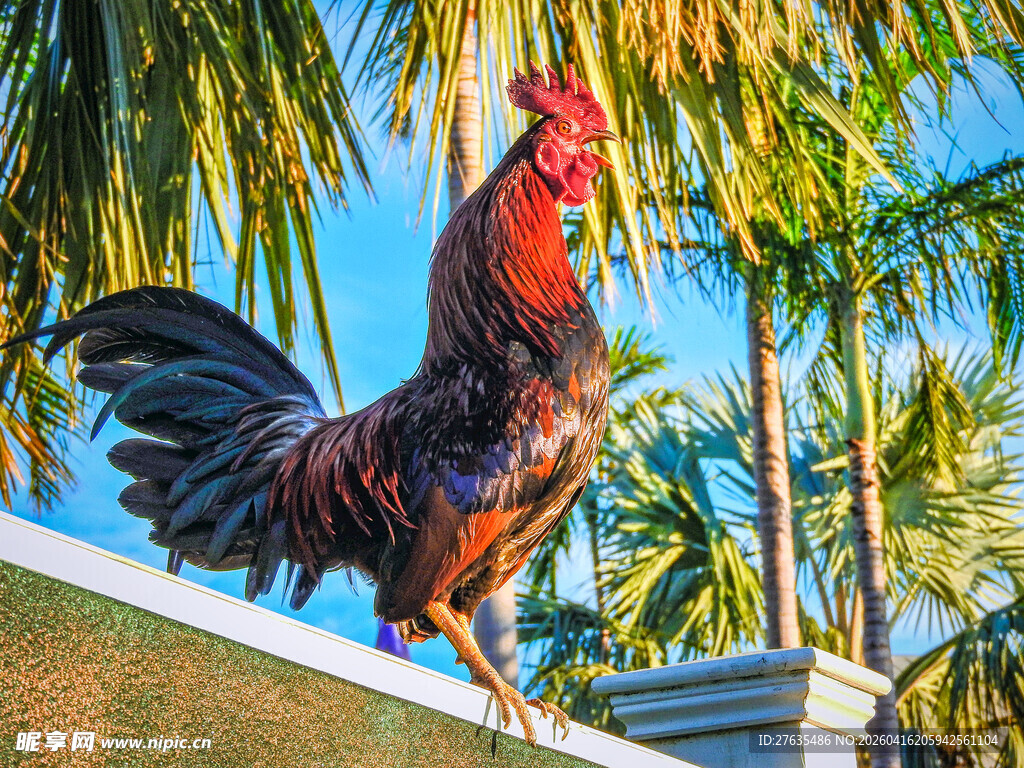 公鸡立于绿植旁