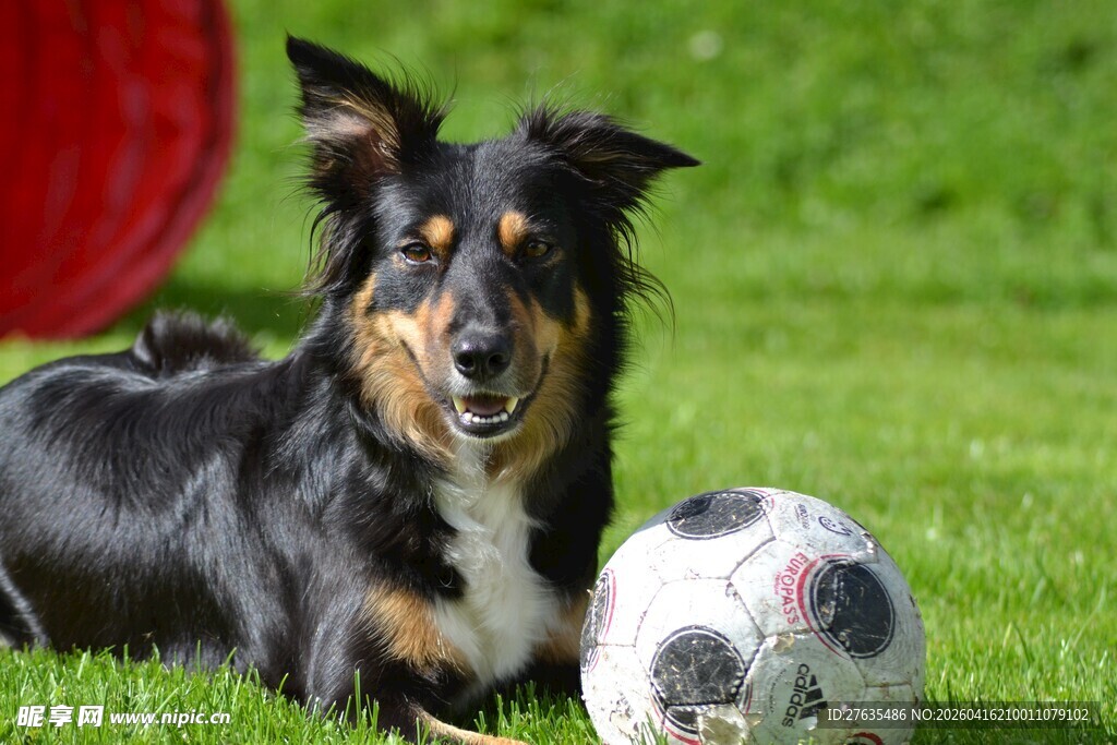 草地边玩耍的可爱牧羊犬