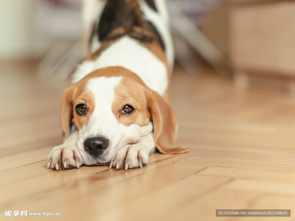 趴着的可爱小猎犬