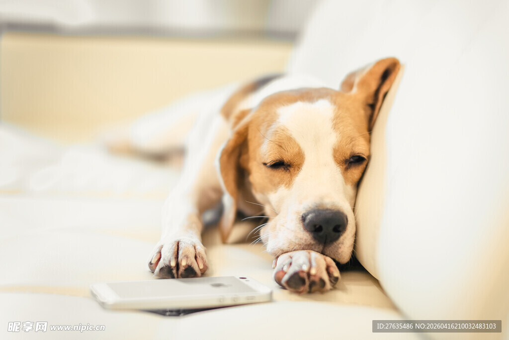 慵懒小狗趴在沙发上小憩