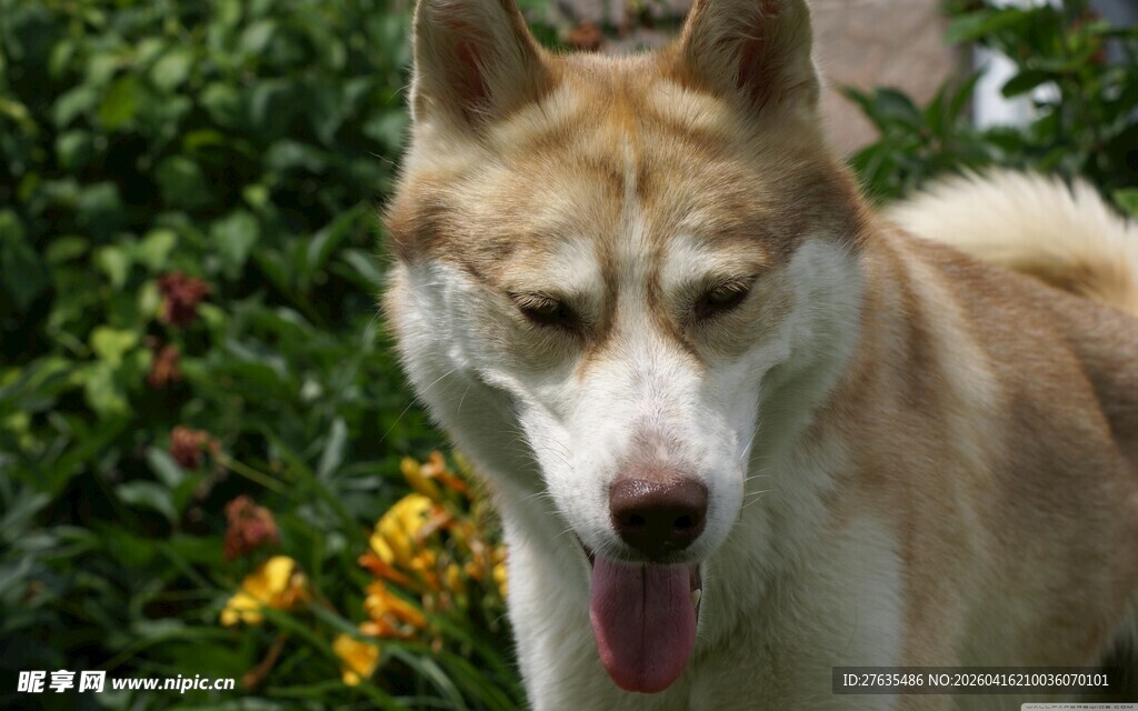 吐舌的帅气哈士奇