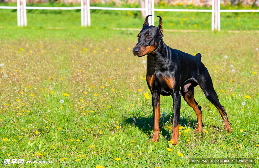 草地上帅气的杜宾犬