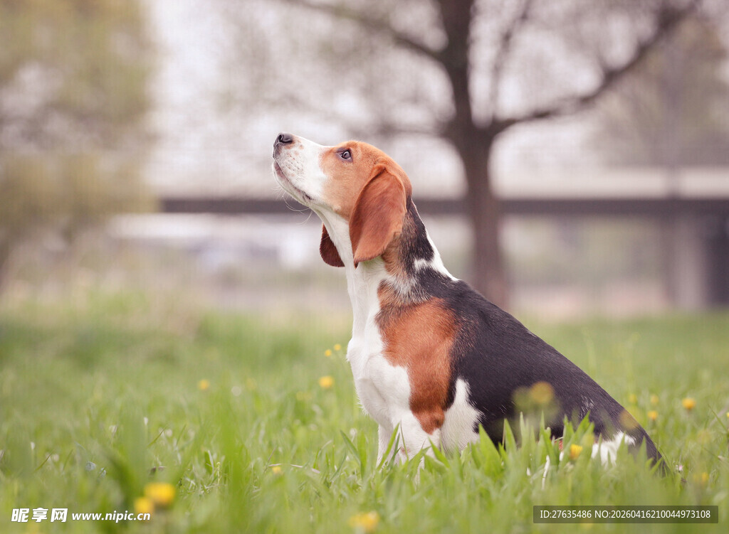 草地上仰头的小猎犬