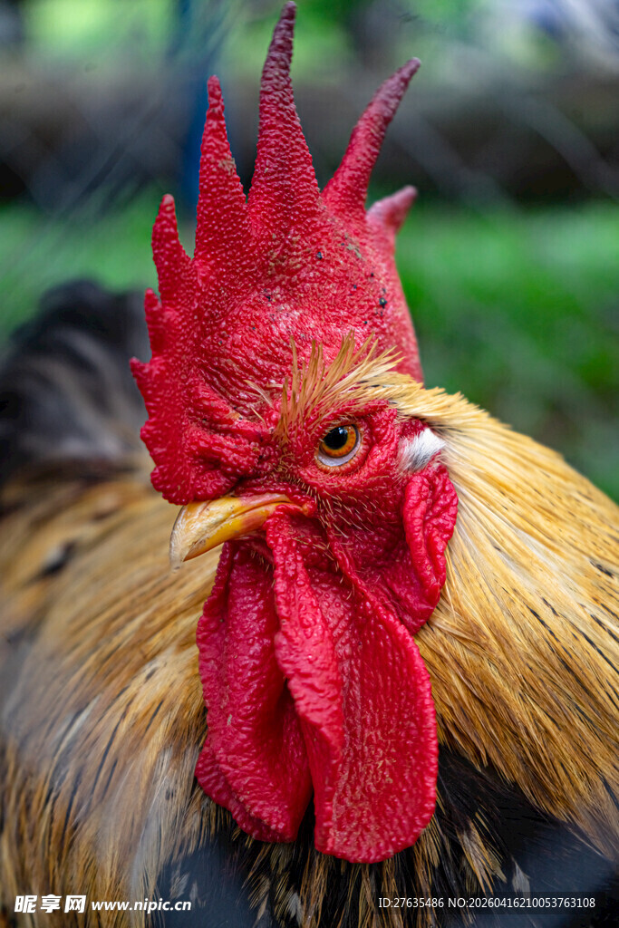 昂首的红冠公鸡