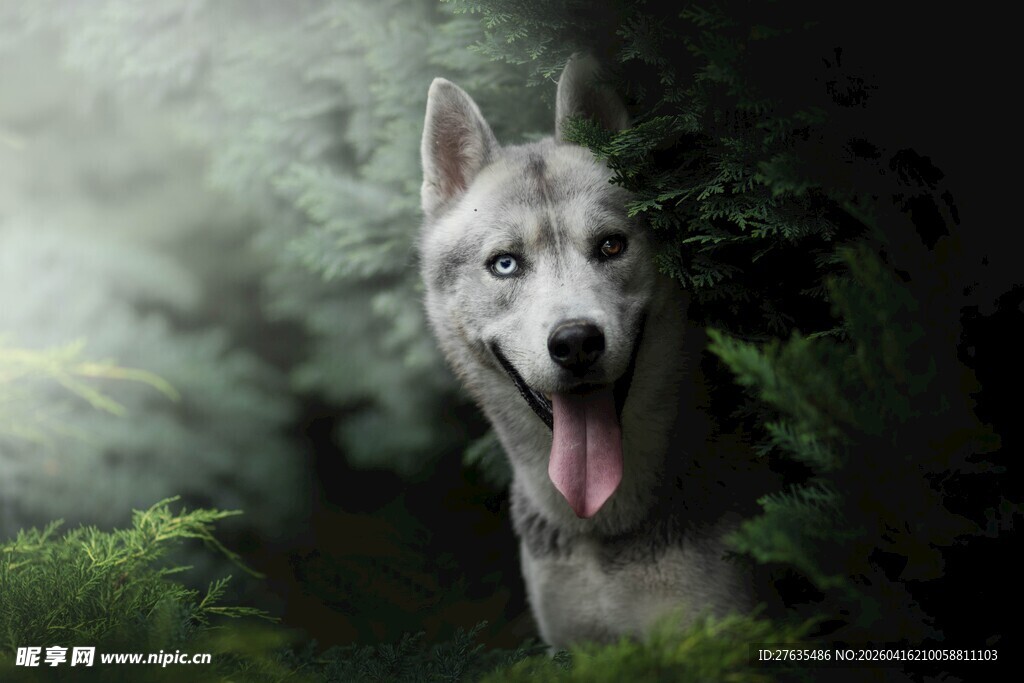 森林中的哈士奇