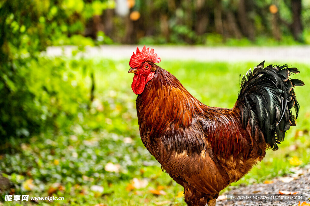 田园中昂首挺立的大公鸡