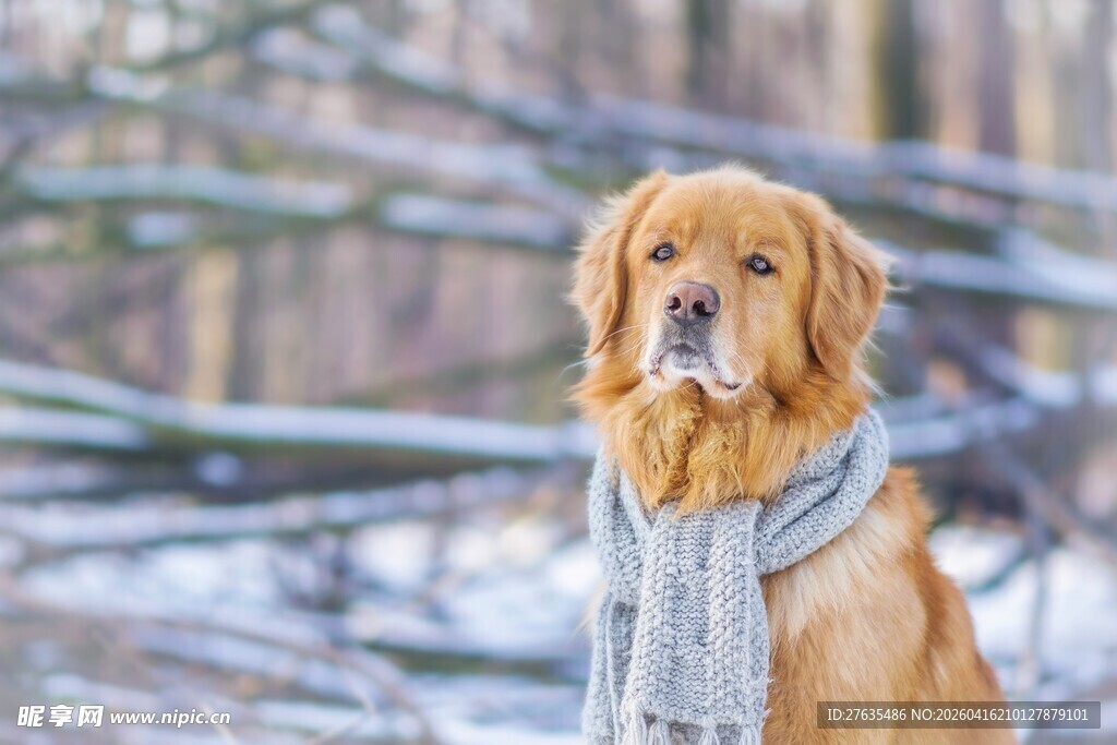 雪地中戴围巾的金毛犬