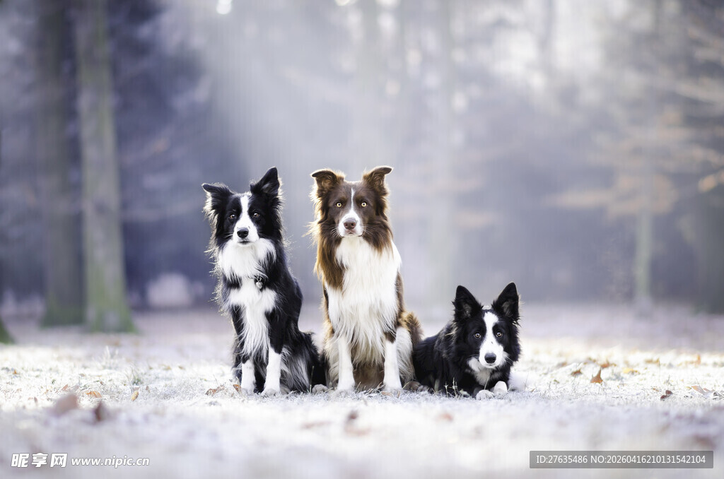 雪地中四只可爱的狗狗