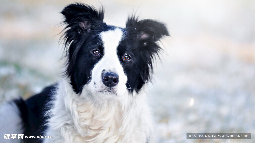 黑白边牧犬的可爱瞬间